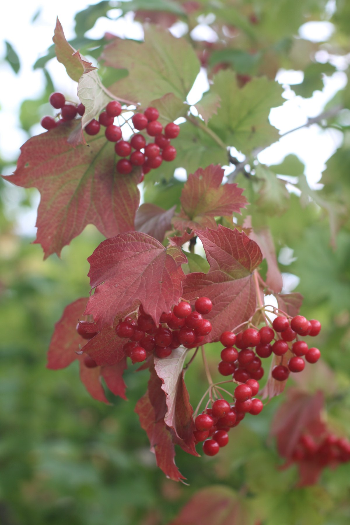 3 Україною в серці