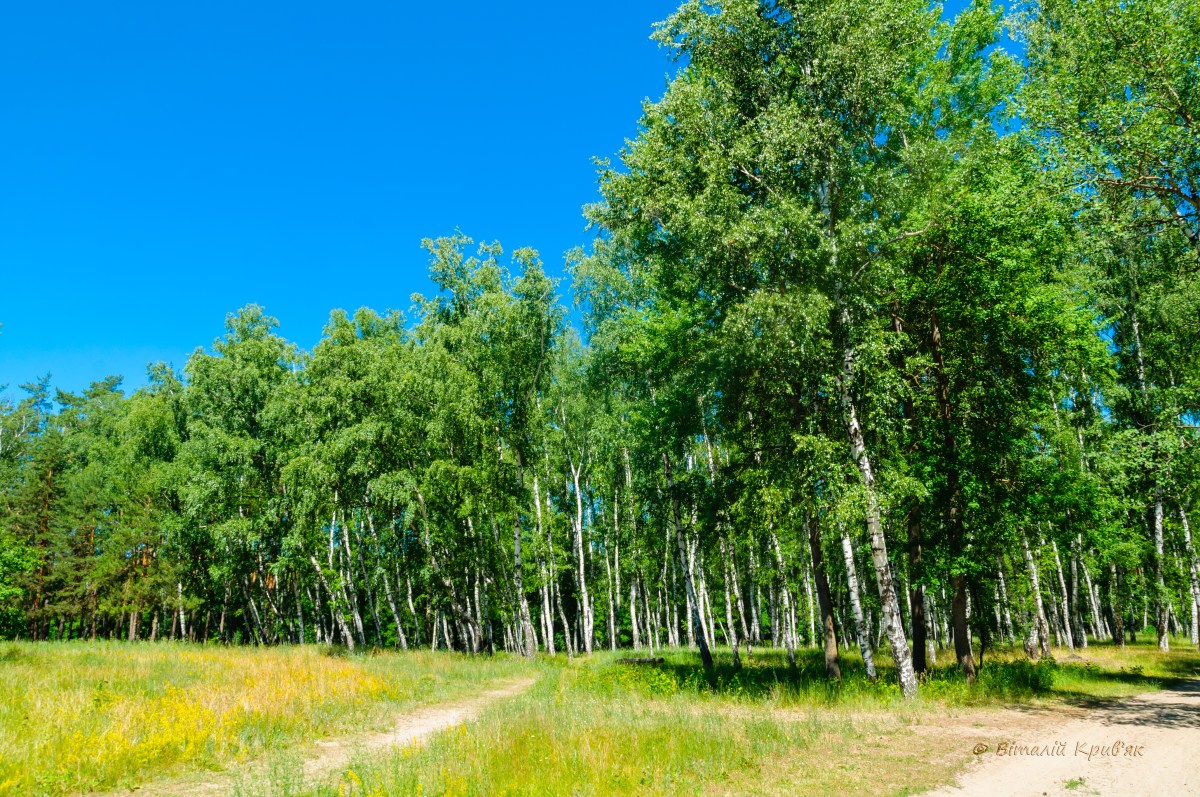 Парк в м. Миргород