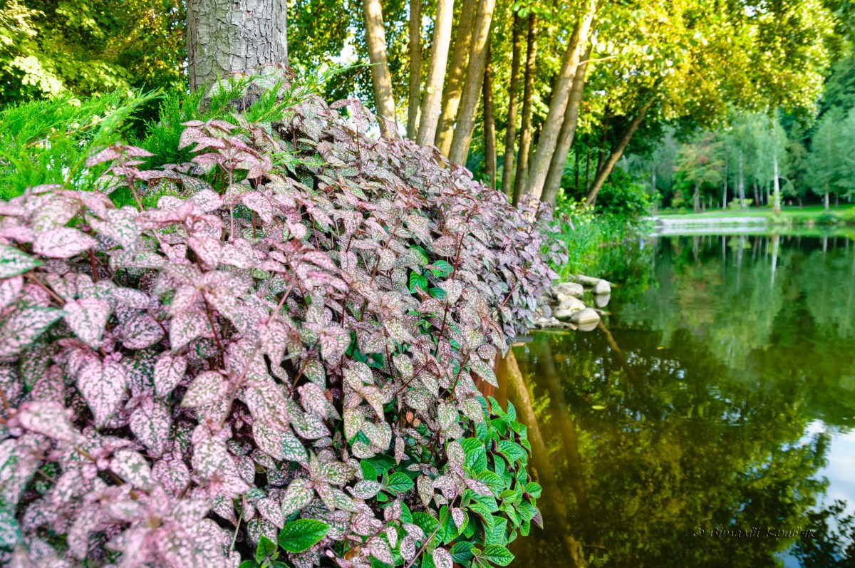 Озеро в парку Межигіря